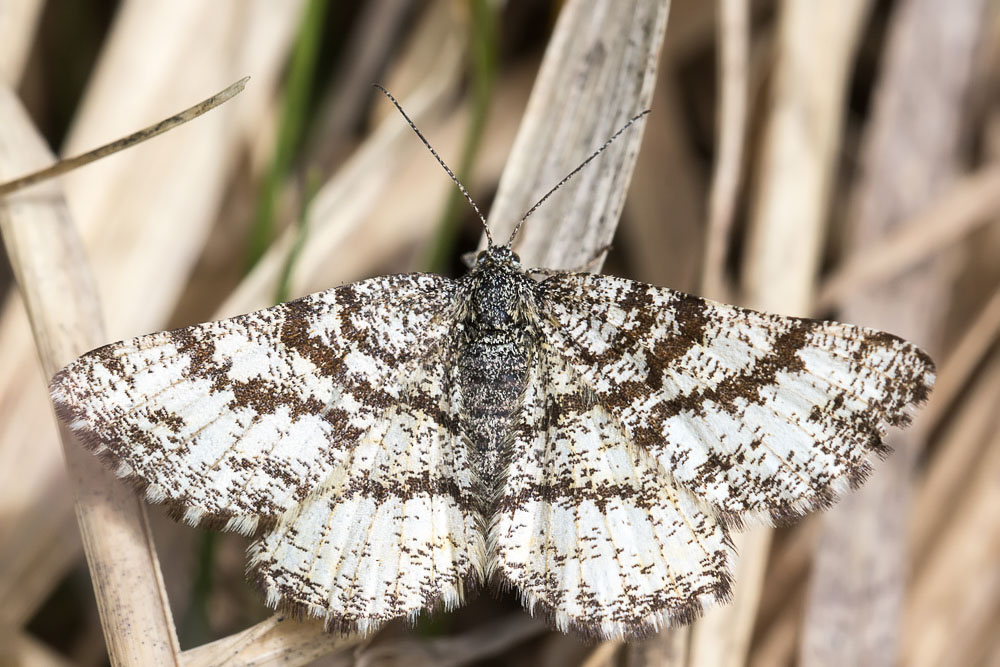 Geometridae? S, Ematurga atomaria, femmina