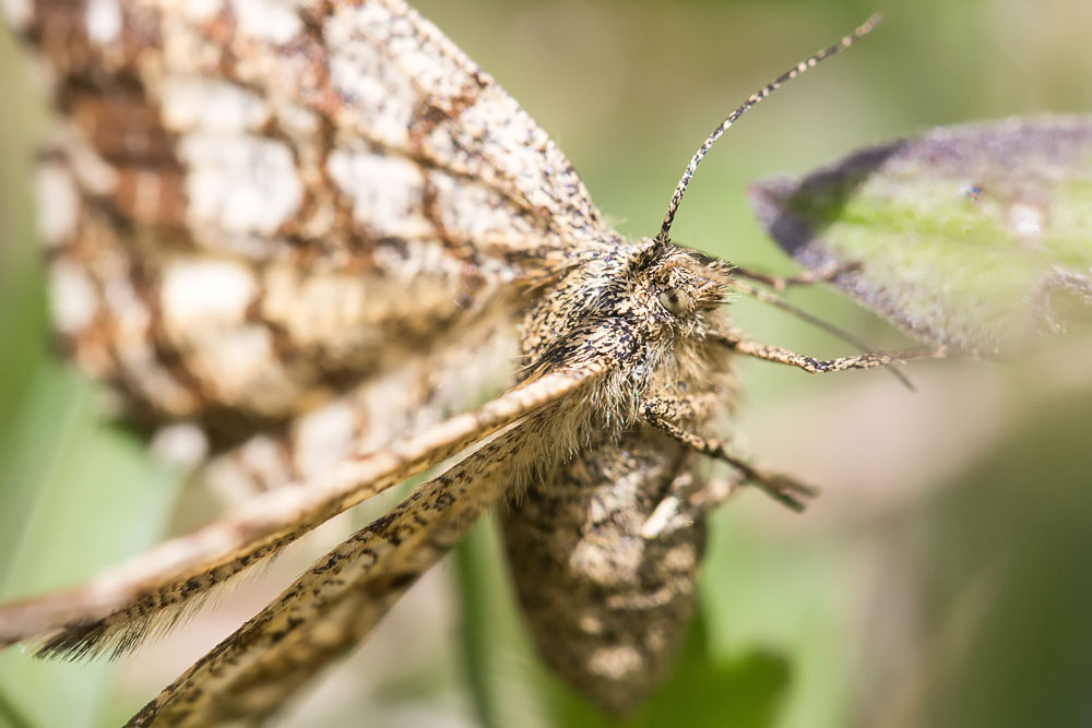 Geometridae? S, Ematurga atomaria, femmina