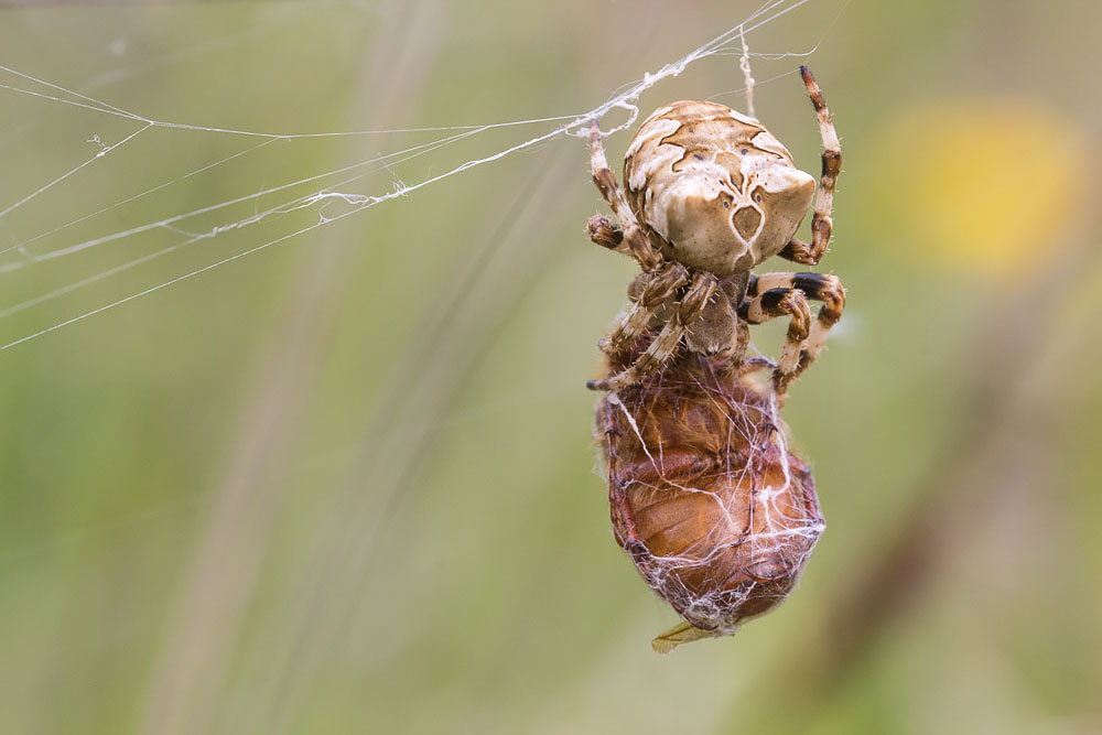 Araneus grossus  (con preda ancora pi grossa!) - Sant''Eufemia a Majella (PE)