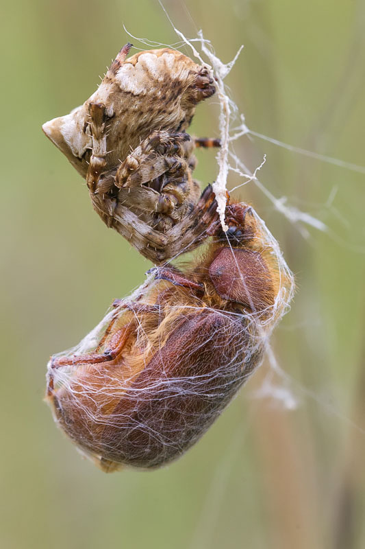 Araneus grossus  (con preda ancora pi grossa!) - Sant''Eufemia a Majella (PE)