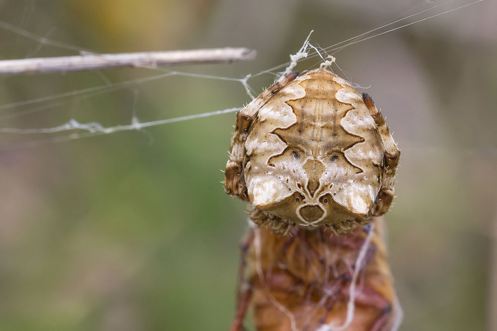 Araneus grossus  (con preda ancora pi grossa!) - Sant''Eufemia a Majella (PE)