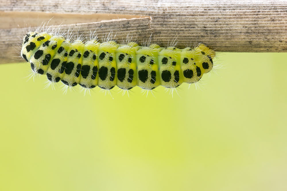 Bruco verde e nero,  di Zygaena filipendulae