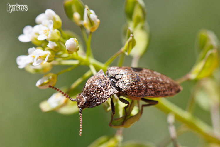 Due Elateridae abruzzesi