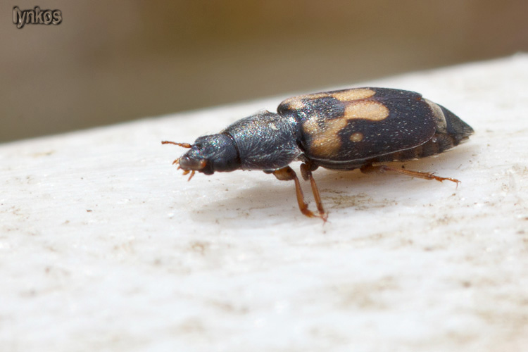 Due coleotteri su un osso - Nitidula flavomaculata (cf.)