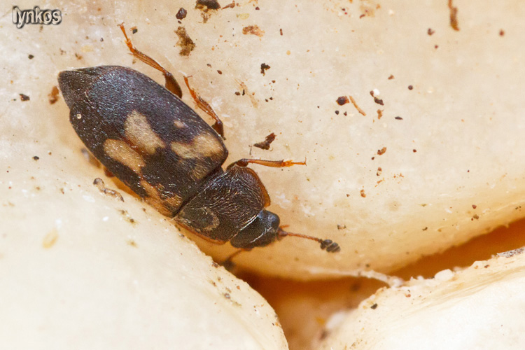 Due coleotteri su un osso - Nitidula flavomaculata (cf.)