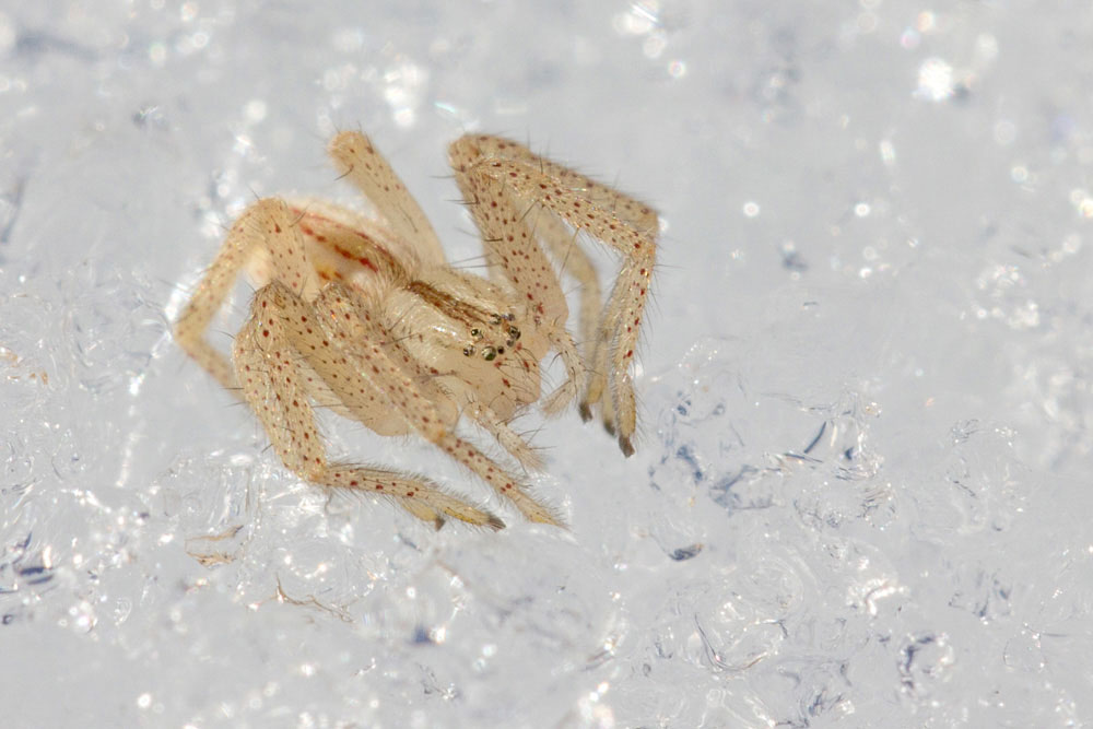 Passeggiata sulla neve: ragni di varie specie