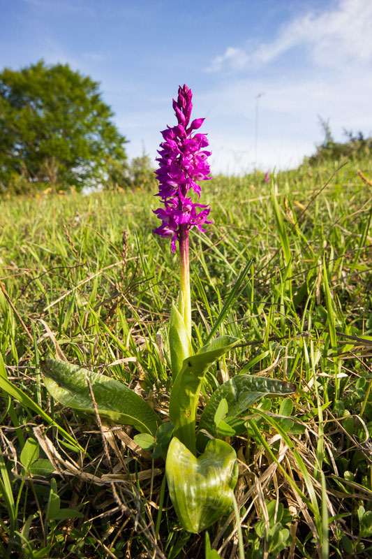 Orchis mascula subsp. speciosa