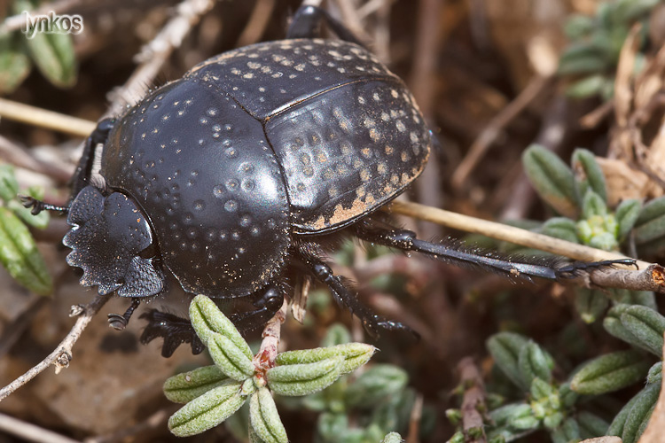 Scarabaeus variolosus