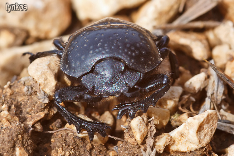 Scarabaeus variolosus