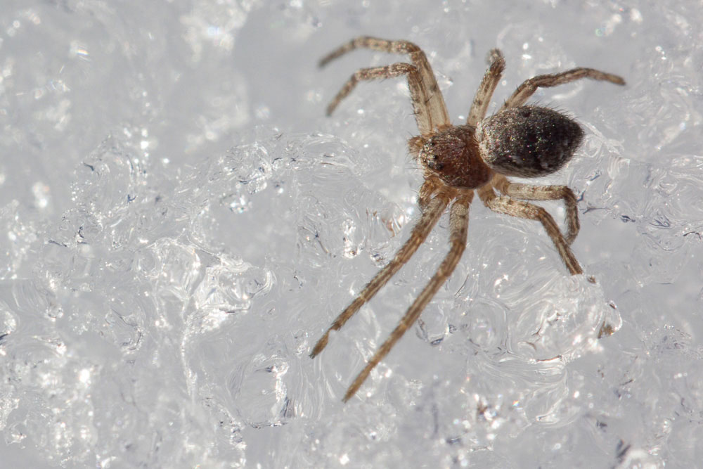 Passeggiata sulla neve: ragni di varie specie