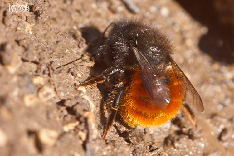Osmia cornuta  ♀ (Apidae Megachilinae)