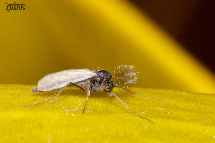 Maschio di Chironomidae?