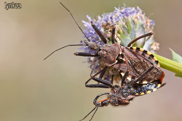 Rhynocoris erythropus in accoppiamento