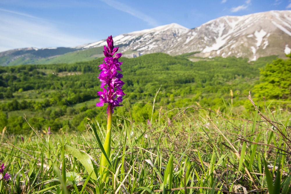 Orchis mascula subsp. speciosa