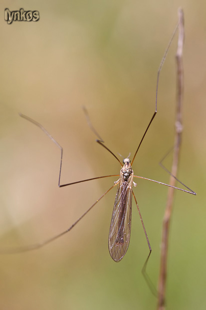 Trichoceridae?