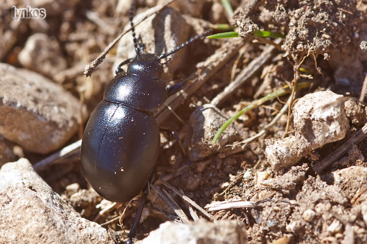 Questi coleotteri neri... Timarcha sp.