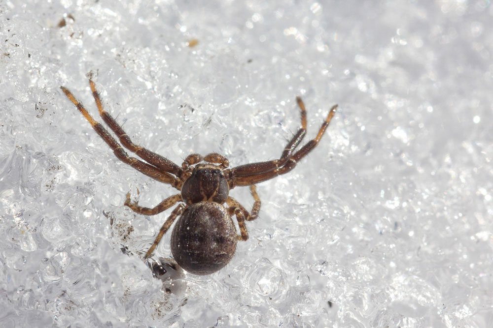 Passeggiata sulla neve: ragni di varie specie