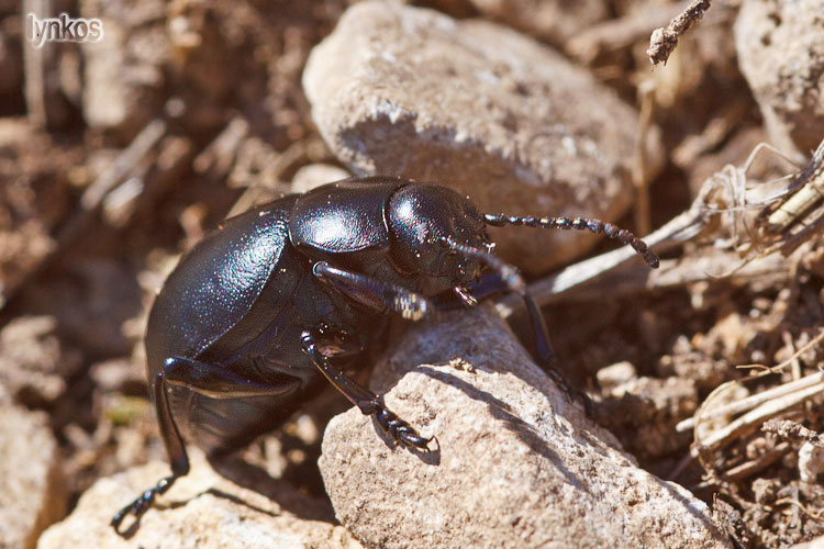 Questi coleotteri neri... Timarcha sp.