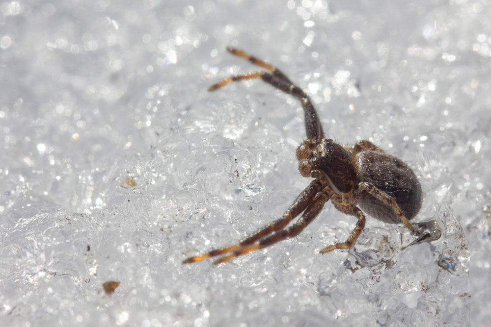 Passeggiata sulla neve: ragni di varie specie