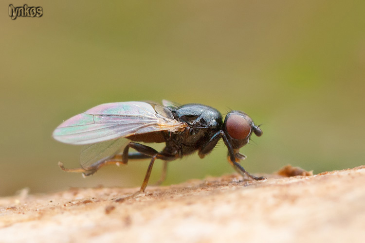 Ditteri litigiosi: Piophila casei  ♂ (Piophilidae)