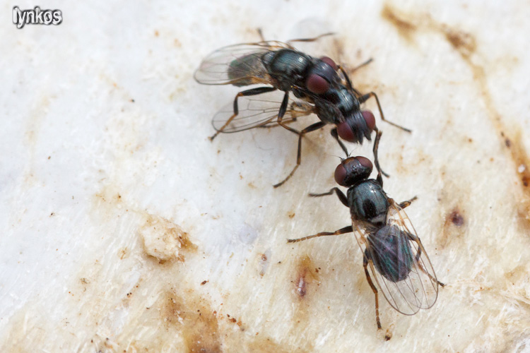 Ditteri litigiosi: Piophila casei  ♂ (Piophilidae)