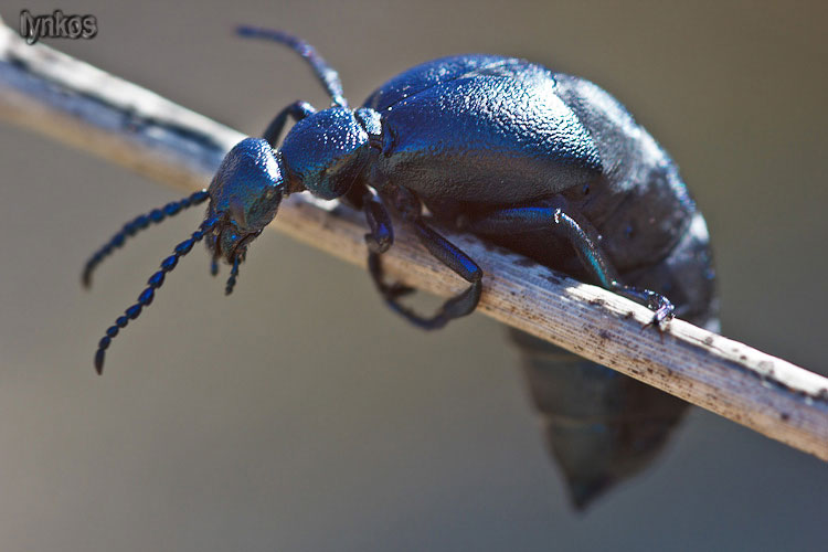 Femmina di Meloe proscarabaeus