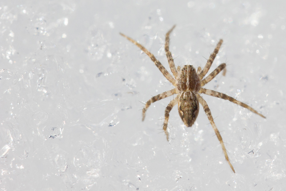 Passeggiata sulla neve: ragni di varie specie