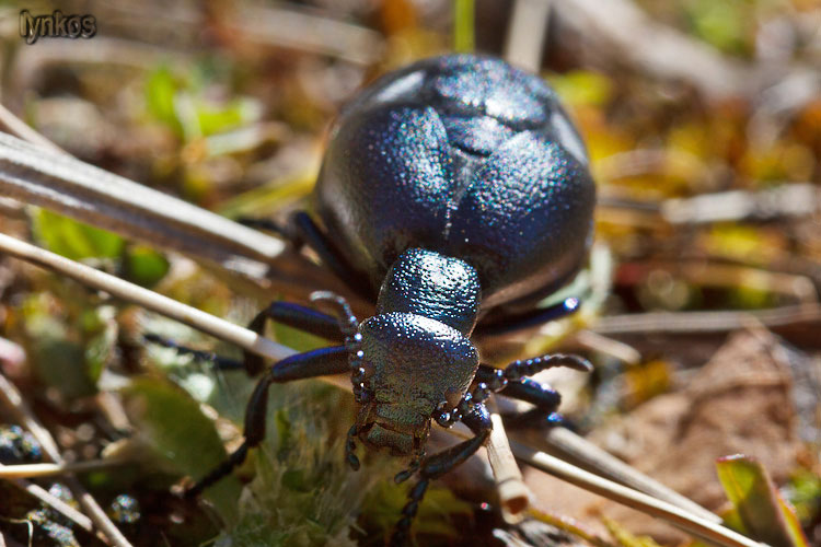 Femmina di Meloe proscarabaeus