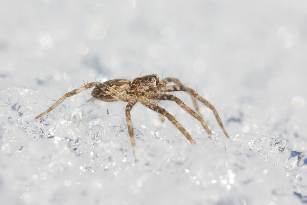 Passeggiata sulla neve: ragni di varie specie