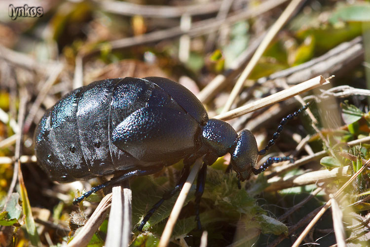 Femmina di Meloe proscarabaeus