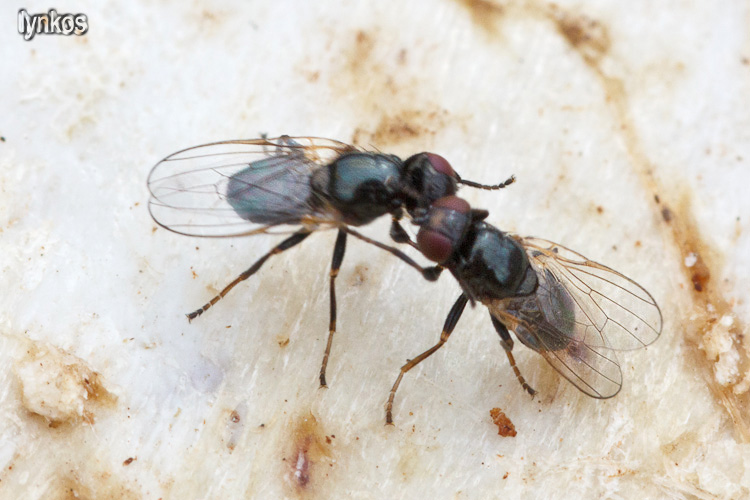 Ditteri litigiosi: Piophila casei  ♂ (Piophilidae)