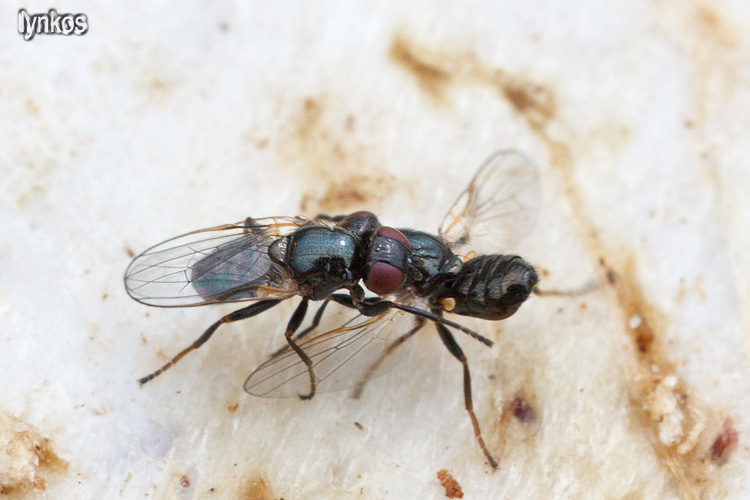 Ditteri litigiosi: Piophila casei  ♂ (Piophilidae)