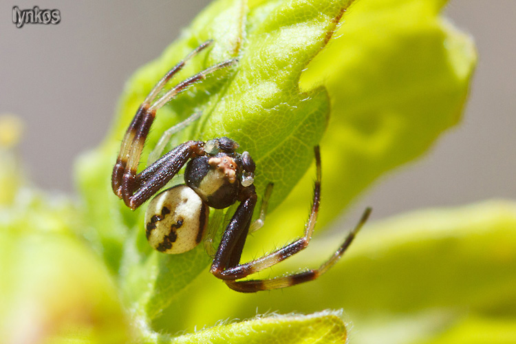 Maschio di Misumena vatia - Arischia (AQ)