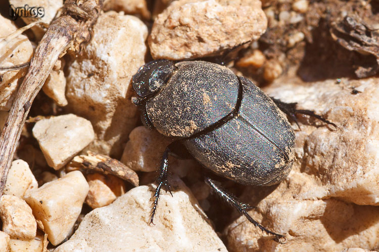 E'' uno Scarabaeidae? Si. - Onthophagus sp.
