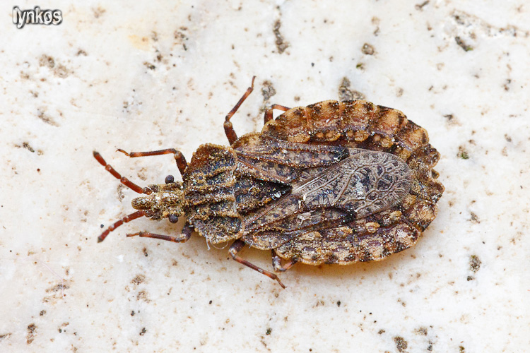 Aradidae: Aradus conspicuus dell''Abruzzo (AQ)