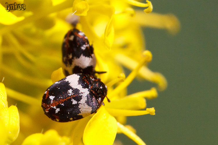 Minuscoli su fiori: Anthrenus pimpinellae ssp. pimpinellae