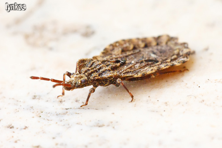 Aradidae: Aradus conspicuus dell''Abruzzo (AQ)