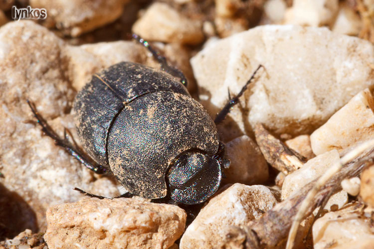 E'' uno Scarabaeidae? Si. - Onthophagus sp.