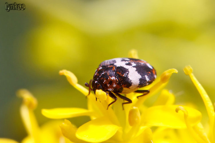 Minuscoli su fiori: Anthrenus pimpinellae ssp. pimpinellae