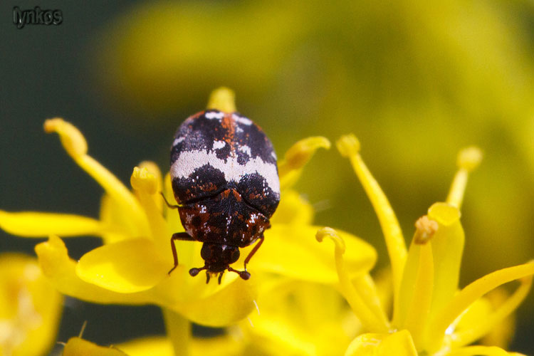 Minuscoli su fiori: Anthrenus pimpinellae ssp. pimpinellae