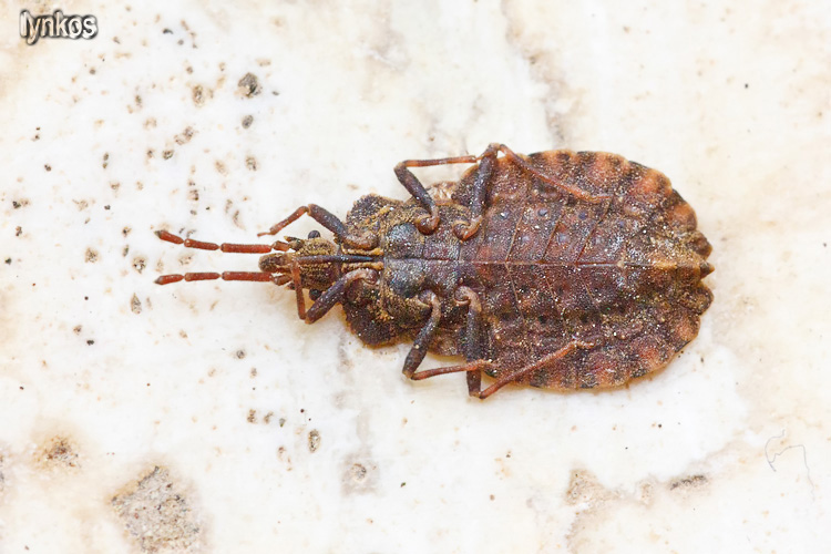 Aradidae: Aradus conspicuus dell''Abruzzo (AQ)