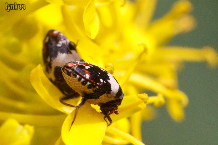 Minuscoli su fiori: Anthrenus pimpinellae ssp. pimpinellae