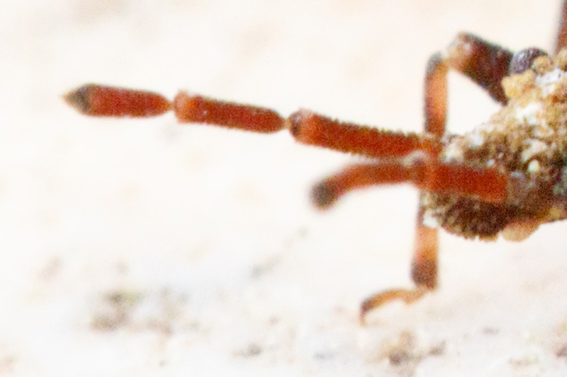Aradidae: Aradus conspicuus dell''Abruzzo (AQ)