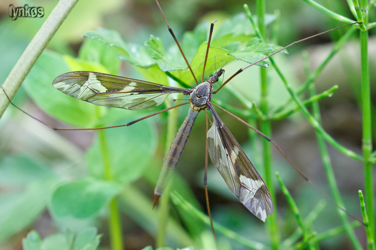 Chiedo conferma per Tipula maxima