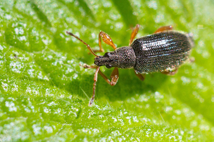 Curculionidae (?) con le zampe rosse - Phyllobius oblongus