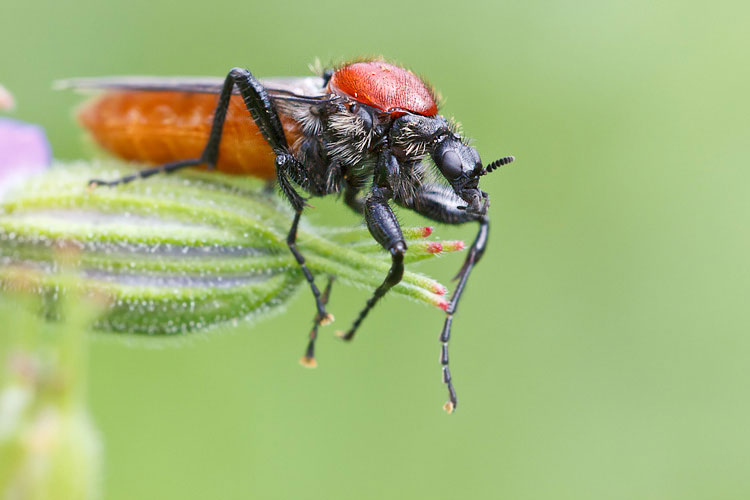 Bibionidae in love