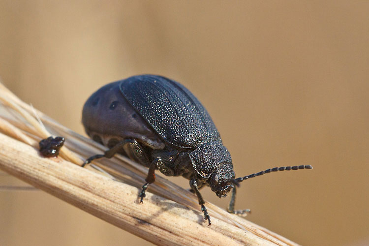 Galeruca tanaceti