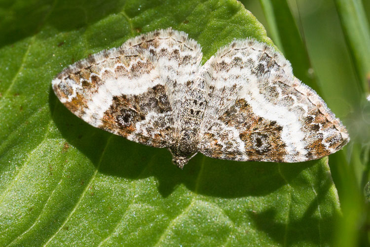 Piccola falena con gli 