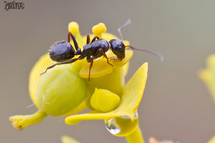 Possibili Messor meridionalis? No. Camponotus cfr piceus
