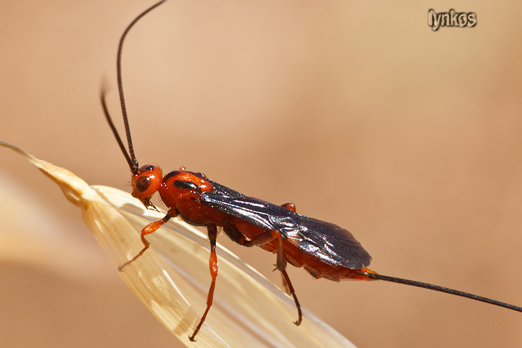 Braconidae nero e arancione... ci riprovo!